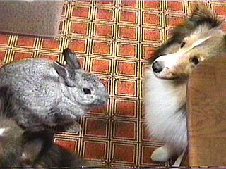 ����~�����Ȃ��`�B