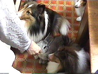 �_(^��^)�^���[�C��