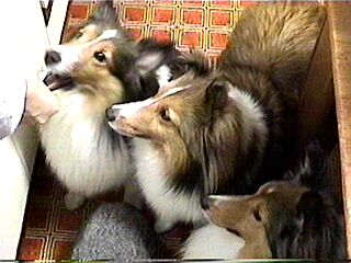 �͂��܂邿���B