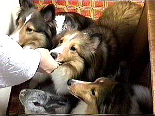 �͂��ށ[�����B