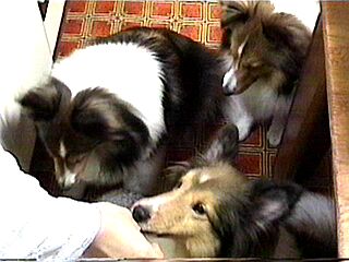 �͂��ꂨ����B