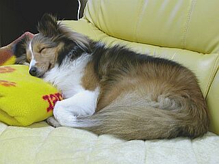 ��{�ł��I�i�����ς�I�j