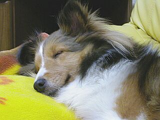 �V�g�̂悤�I�i�΁j