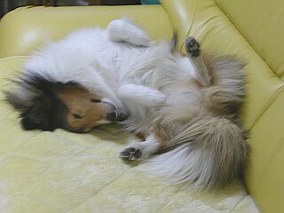 ���[��Ȋ����I�i�΁j