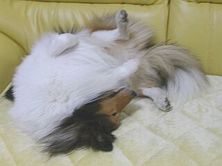 �}�J�[�u�I