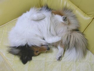 �I���V���C�I�i�΁j