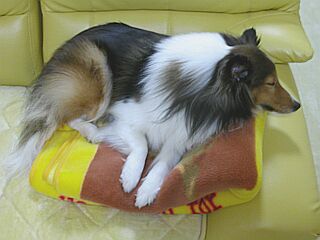 ���ʂł��i�΁j