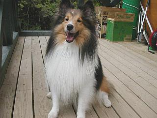 �͂��|�[�Y�I