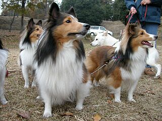 �ނނ��A�T�c�G�C���ȁB