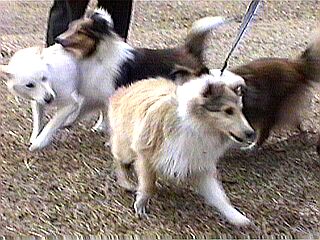 ���ꂥ�`�B