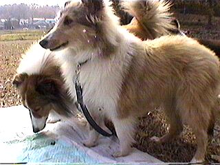 ���̎莆�̓_�����炩�ȁH