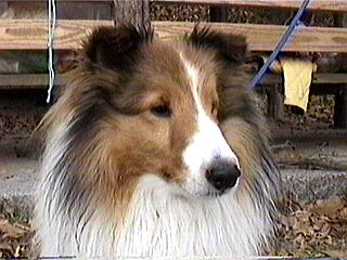 ���ٓ��ς񂶂���������B