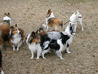 �݂�Ȃ��ꂼ��u���������[��v