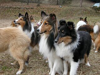 �������s���Ȃ���ł��P�h�E�E�E