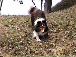 �܂�u�}�~���v