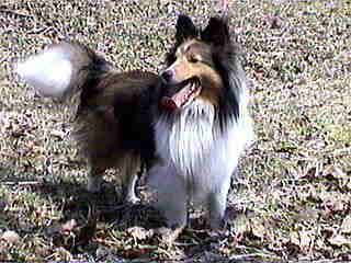 �ӂ��ӂ�������(��)