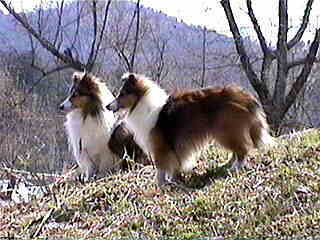 �Q�l�͎o���