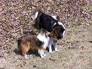 �{�N�u�V�G���v