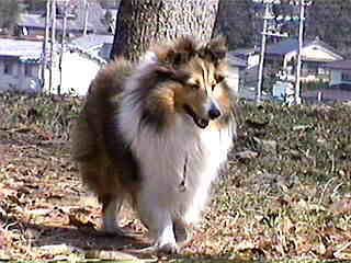 �y���������ˁA�e�B���V�[�����B