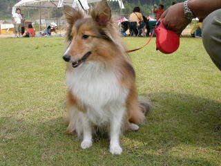 �q�������A���킢�������`�I