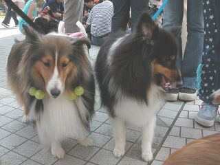 ������҂肨�߂����B