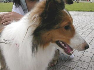 �N���A�����A���a�������߂łƂ��I