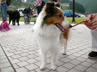 ��������Ă܂��P�h�E�E�E(��)