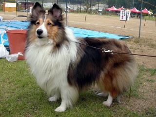 �e�B���V�[�������p�p�ڐ��B(���)