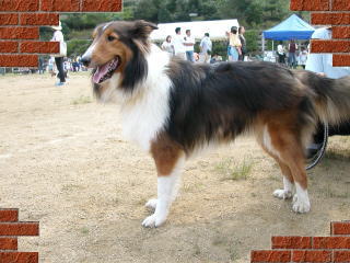 ���A�C�b�p�C���ˁI