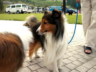 ���O�ł͋v���Ԃ肾�����I