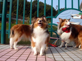 �I�c�J���T�}�f�V�^��