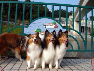 �������C�s�Ł[���I