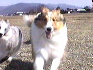 �J�����ɂԂ���I�H