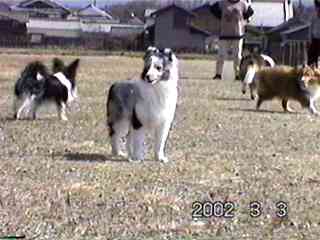 �u�}���������˂�����`��A�h�R�`�B�v