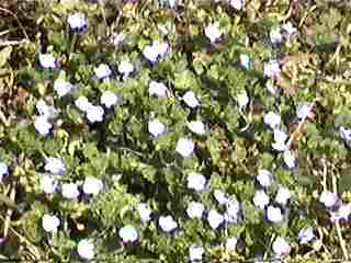 �������ʂ̂ӂ���B