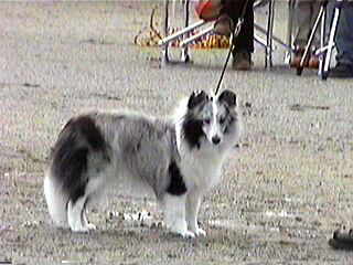 �}�������}�}���񂿂̃��l������