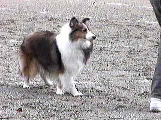 �����f�B�[���񂿂́H�H�H�����B