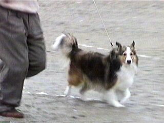 �n�C�V�[���񂿂̃r�r�b�g������