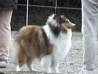 ���������񂿂̃A�j�G�X����I