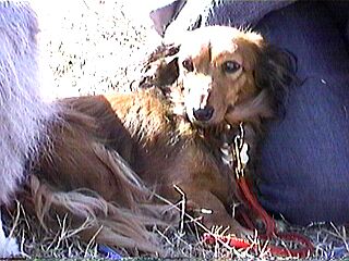 masa���񂿂̃L�����f�B������