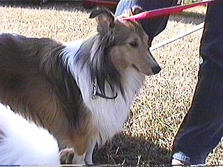 �R�R�}�}���񂿂̃R�R������