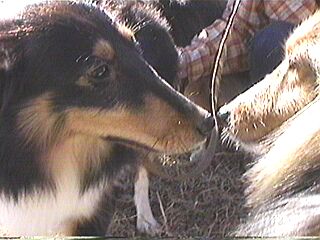 �V���L�[���񂿂̃i�b�e�B�[������