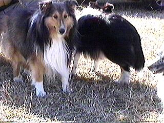 �V���L�[���񂿂̃n��������