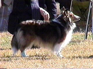 �n�C�V�[����񂿂̃r�r�b�g�����B