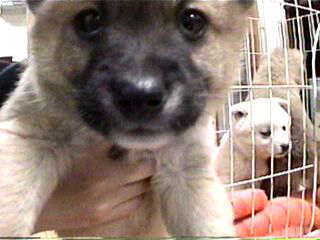 �P�Ԃ����i���E���j