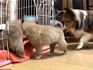 �ށ[�͋����V���V���B