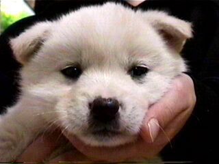 �S�Ԃ����i���E���j