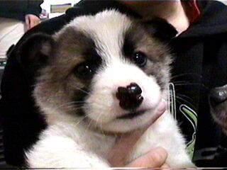 �R�Ԃ����i�������E���j