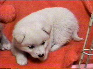 ���̃R�͗B�ꏗ�̎q