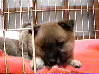 ��񂿂�{�[�Y�B